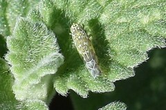 Eupteryx decemnotata