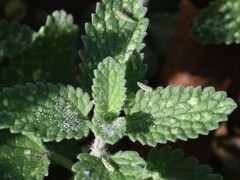 Eupteryx decemnotata