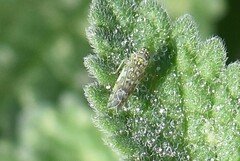 Eupteryx decemnotata