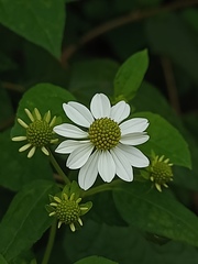 Montanoa