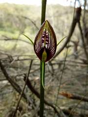 Cryptostylis erecta