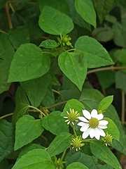 Montanoa