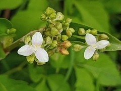 Tripogandra serrulata