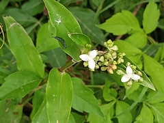 Tripogandra serrulata