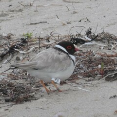 Thinornis cucullatus