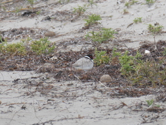 Thinornis cucullatus