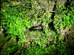 Carabus lineatus lateralis