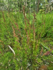 Baloskion tetraphyllum