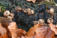 Jackrogersella cohaerens