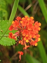 Lantana horrida