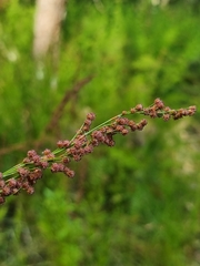 Baloskion tetraphyllum