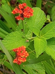 Lantana horrida