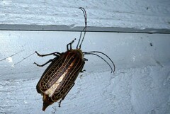 Prionoplus reticularis