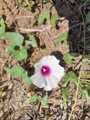 Ipomoea bathycolpos