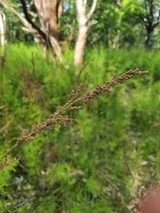 Baloskion tetraphyllum