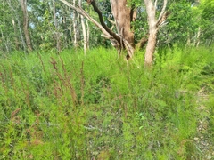 Baloskion tetraphyllum