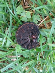 Hemileucinae