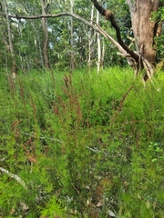 Baloskion tetraphyllum