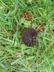 Hemileucinae
