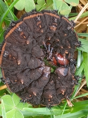 Hemileucinae
