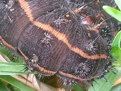 Hemileucinae