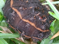 Hemileucinae