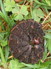 Hemileucinae