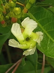 Mesechiteae