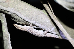 Hemidactylus palaichthus