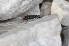 Dolichurus