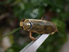 Corixa punctata