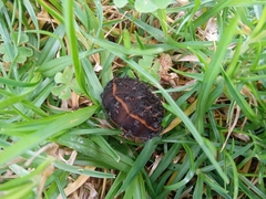 Hemileucinae