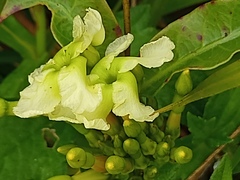Mesechiteae