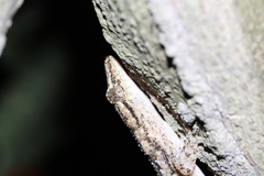 Hemidactylus palaichthus