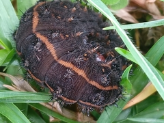Hemileucinae