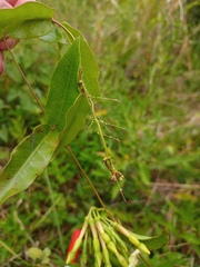 Mesechiteae