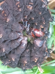 Hemileucinae