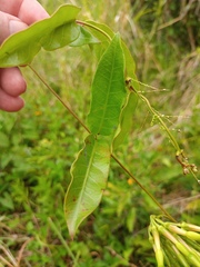 Mesechiteae
