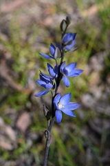 Thelymitra aristata