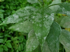 Leotiomycetes