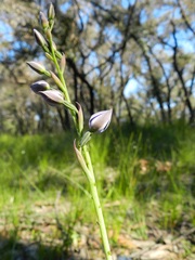 Thelymitra aristata