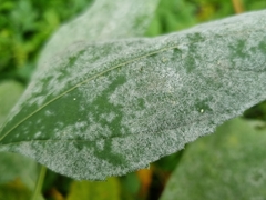 Leotiomycetes