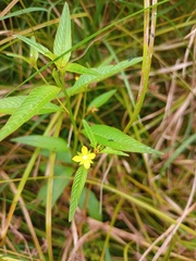 Ludwigia hyssopifolia