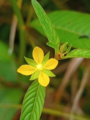 Ludwigia hyssopifolia