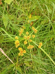 Cyperus entrerianus