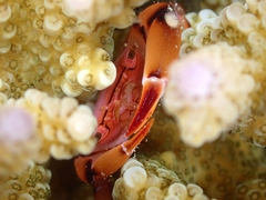 Tetralia rubridactyla