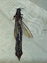 Atractocerus brasiliensis
