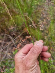 Schoenus brevifolius