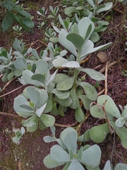 Cotyledon