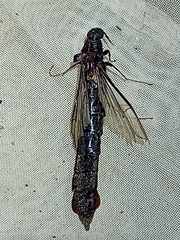 Atractocerus brasiliensis